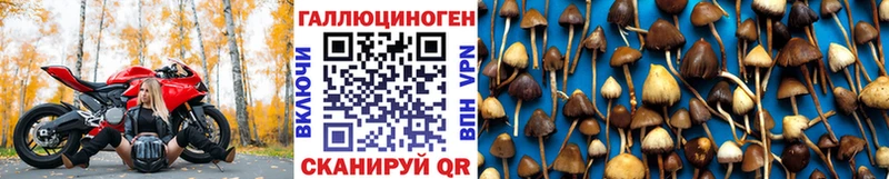 Псилоцибиновые грибы Psilocybine cubensis  Темников 